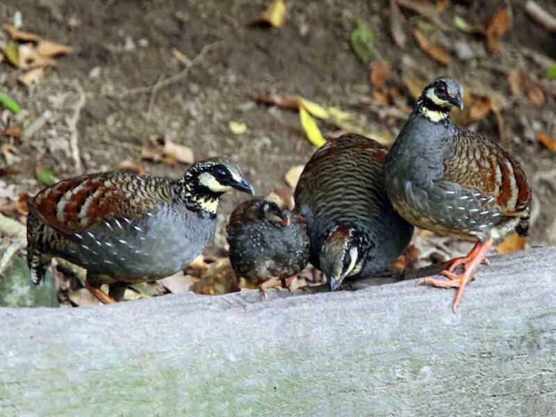 Taiwan Partridge