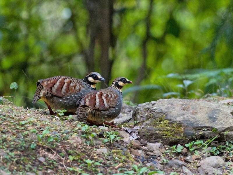 Taiwan Partridge, Photos 2