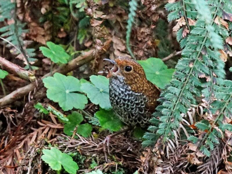 Uccello coppa di Taiwan, Foto 4