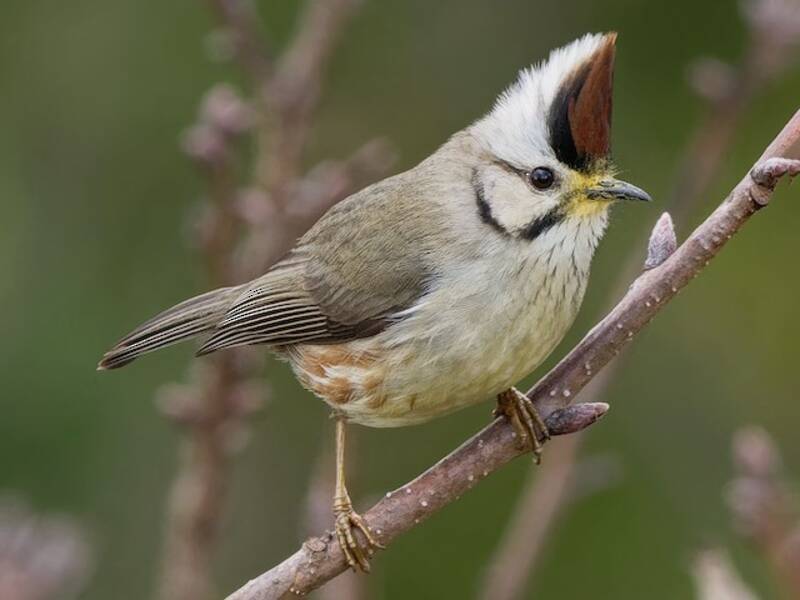 Yuhina di Taiwan