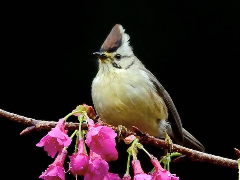 Yuhina di Taiwan, Foto 2