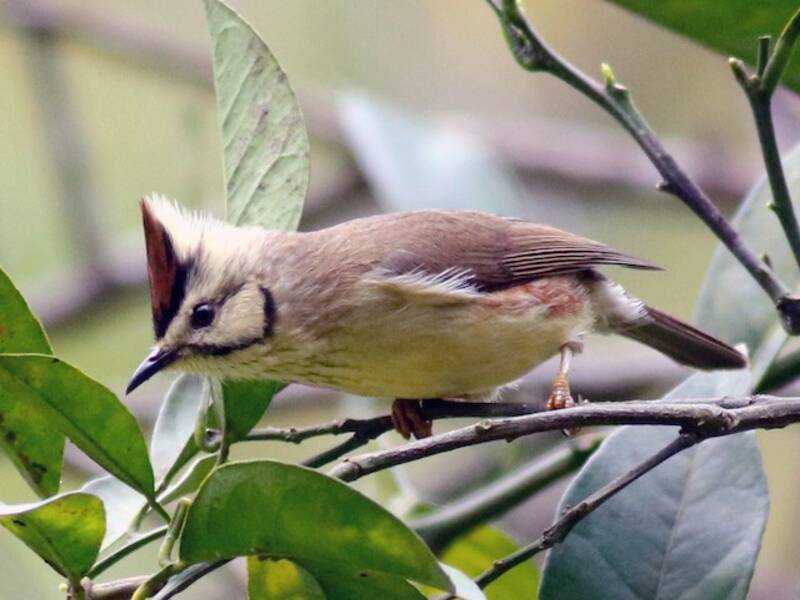 Yuhina di Taiwan, Foto 3