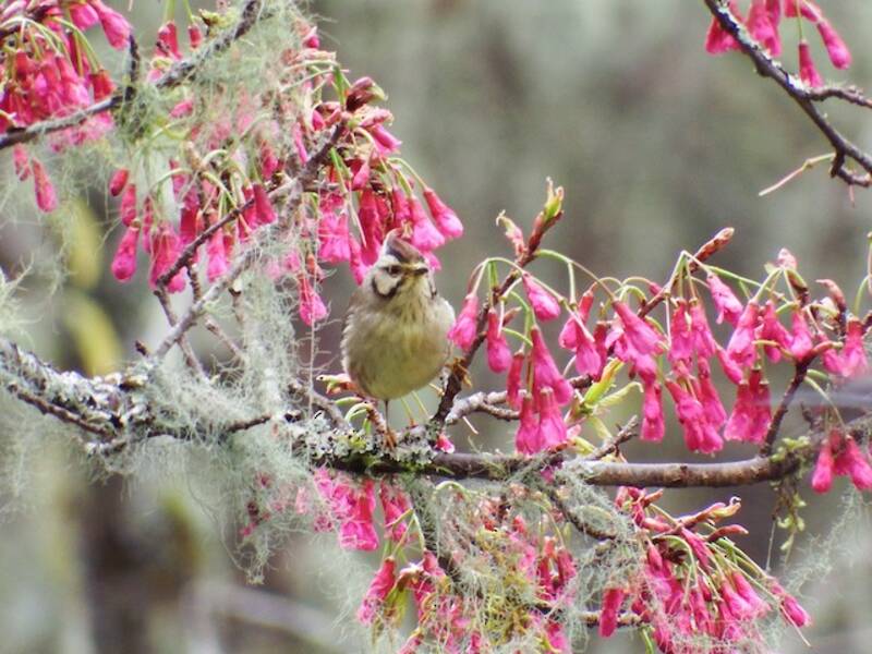 Yuhina di Taiwan, Foto 4