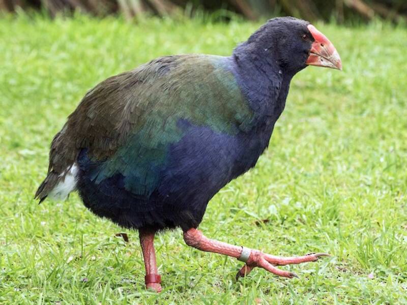 Südinsel-Takahe