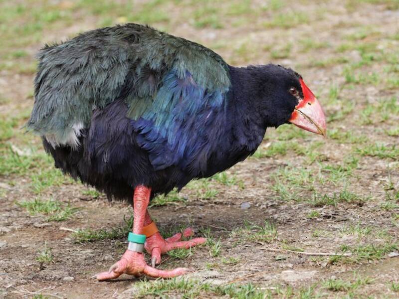 Südinsel-Takahe, Fotos 2