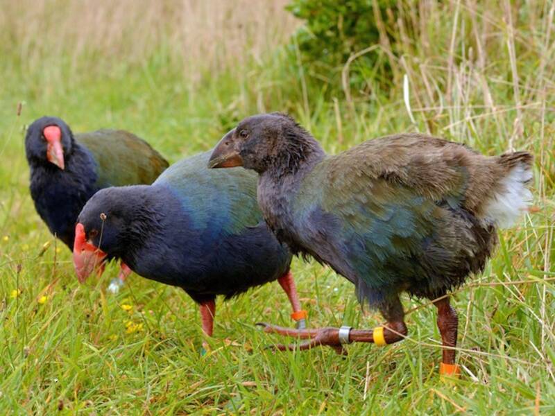 Südinsel-Takahe, Fotos 4