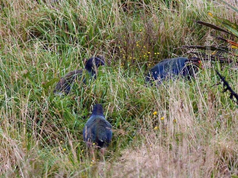 Südinsel-Takahe, Fotos 3