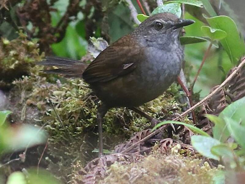 Taliabu Bush Warbler