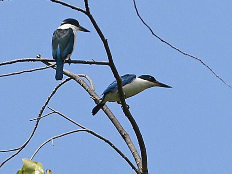 Martin pescatore di Talaud