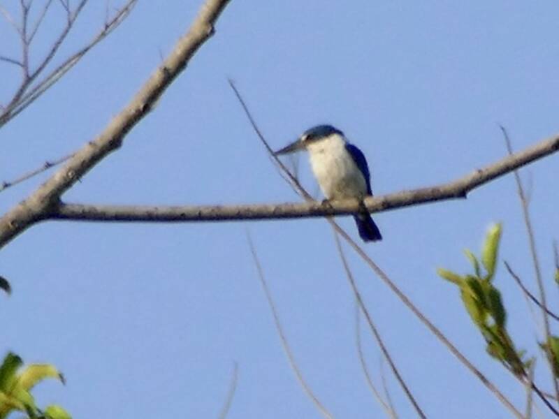 Martin pescatore di Talaud, Foto 2