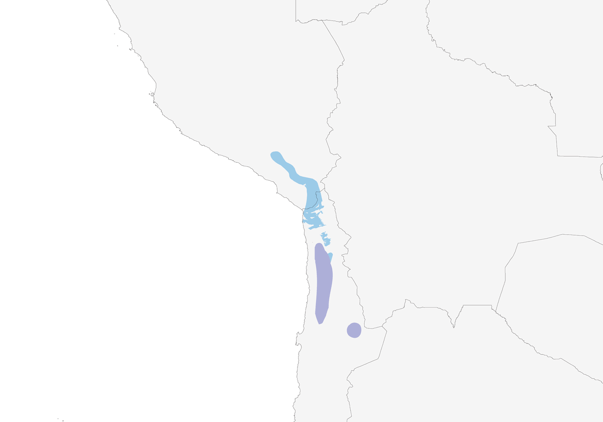 Pico Cono de Tamarugo, Distribución 1