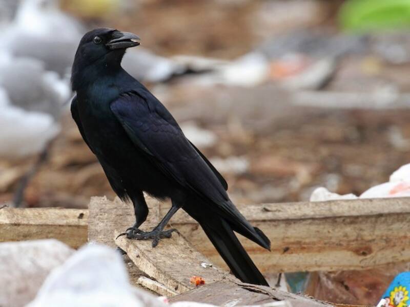 Tamaulipas Crow, 照片 2