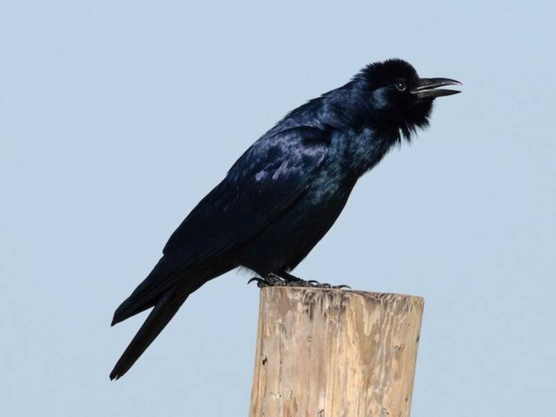 Tamaulipas Crow, 照片 3