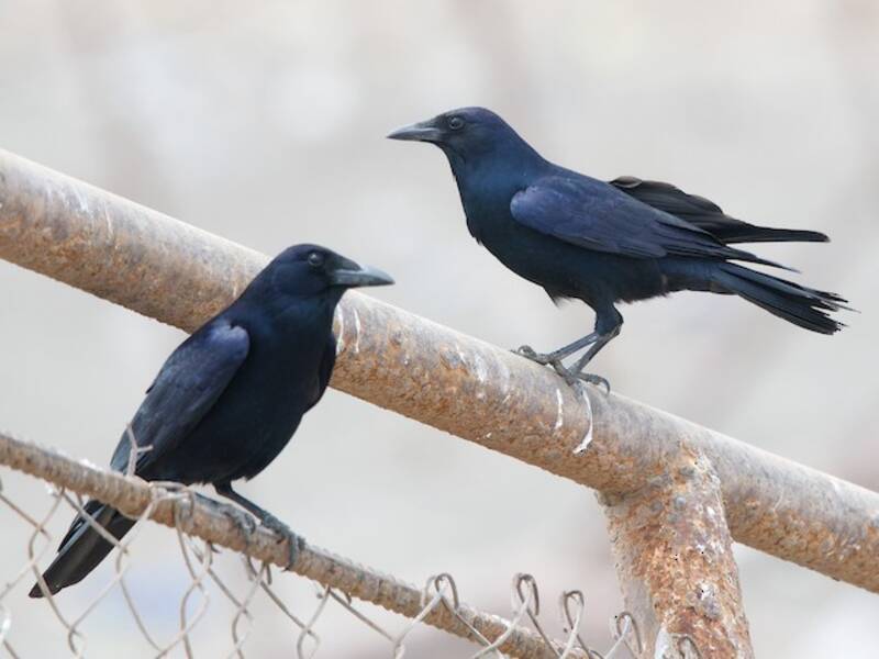 Tamaulipas Crow, 照片 4