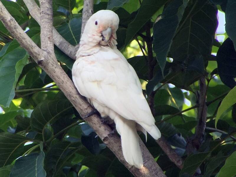 Corella di Tanimbar, Foto 3