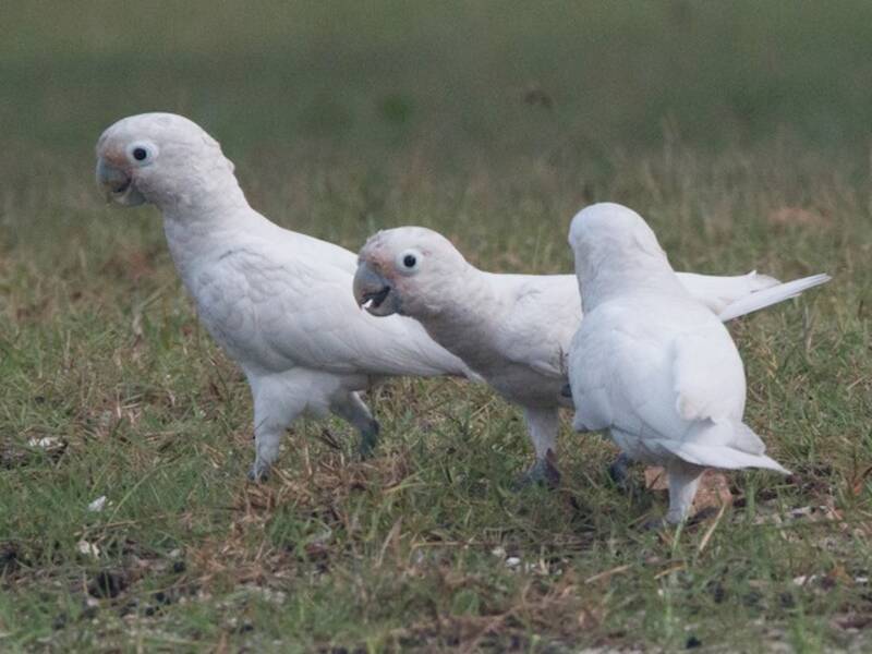 Corella di Tanimbar, Foto 2