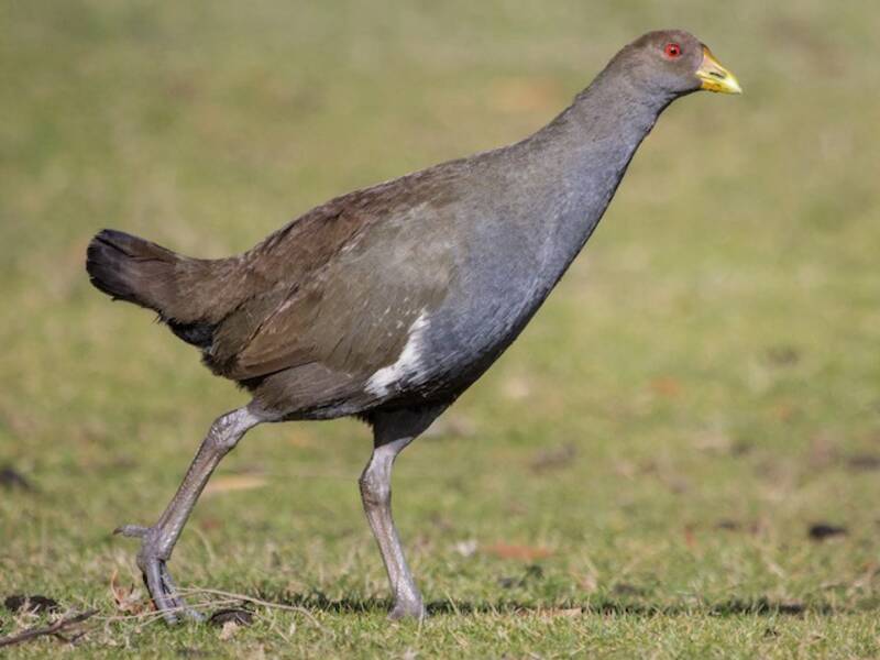 Gallineta de Tasmania - Tribonyx mortierii