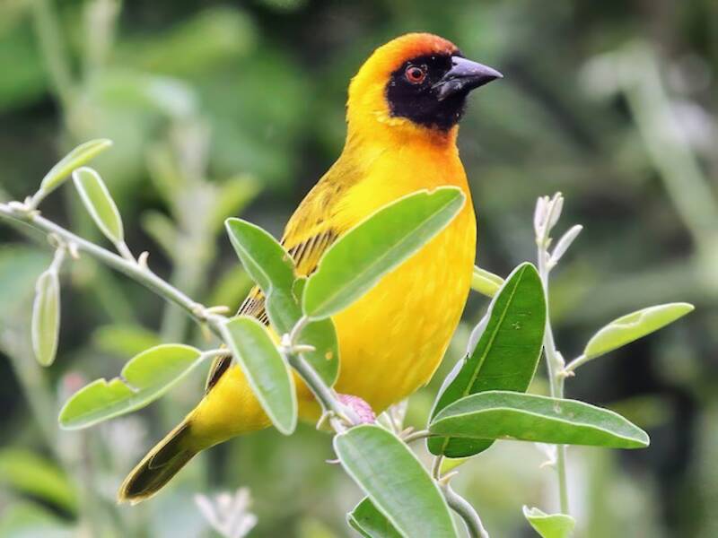 Tanganyika Masked-Weaver, 照片 4