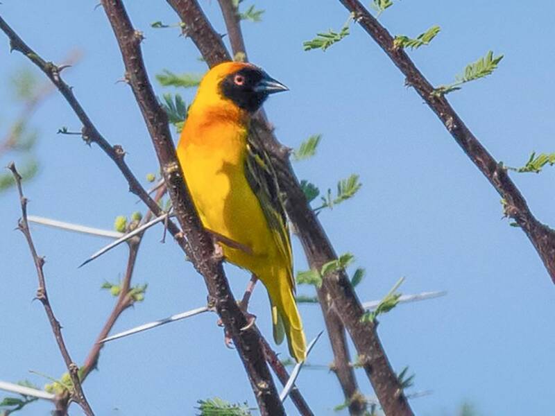 Tanganyika Masked-Weaver, 照片 3