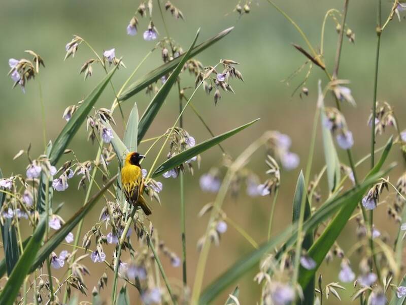 Tanganyika Masked-Weaver, 照片 2