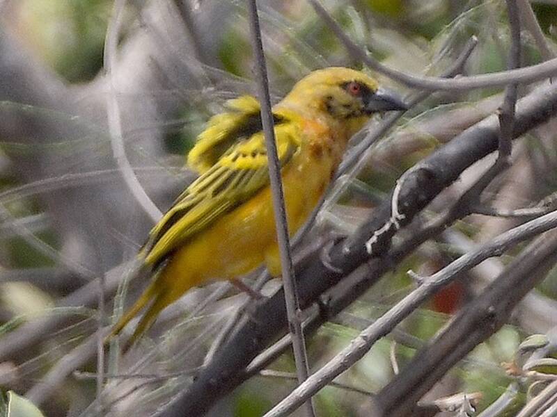 Tanganyika Masked-Weaver