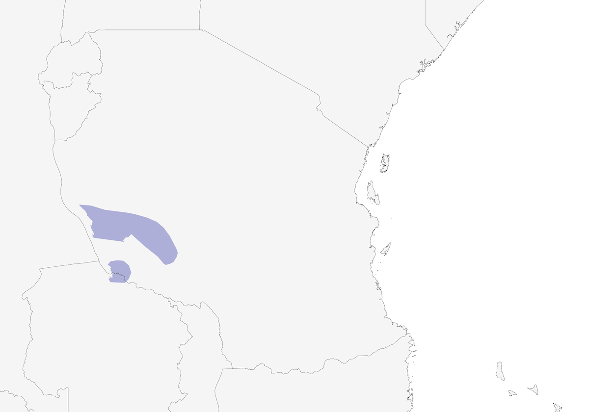 Tanganyika Masked-Weaver, 分布 1
