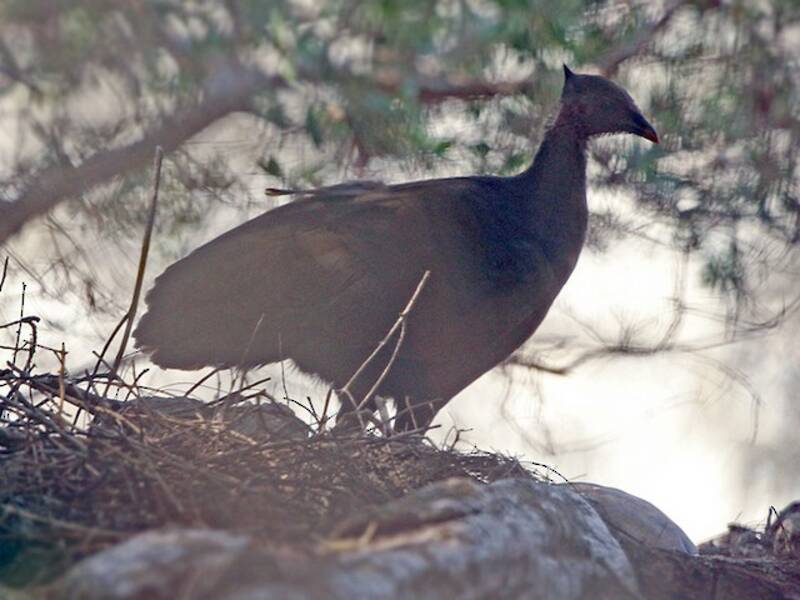 Megapodio di Tanimbar, Foto 2