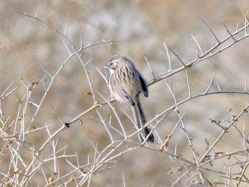 Garrulo del Tarim, Foto 2