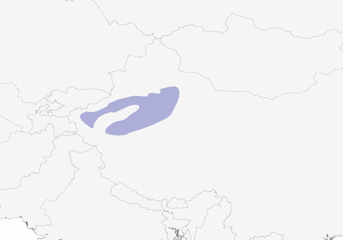 Garrulo del Tarim, Distribuzione 1