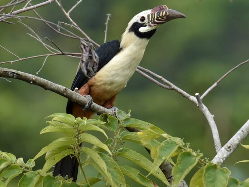 Visayan Hornbill, 照片 4