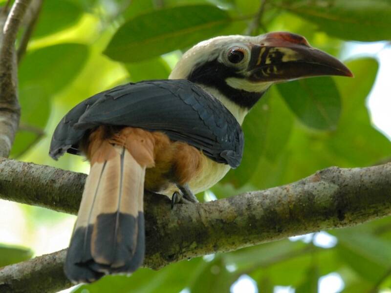Visayan Hornbill, 照片 2