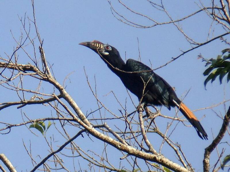Visayan Hornbill, 照片 3