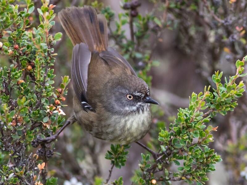 Tasmanien-Dickichtzaunkönig, Fotos 2