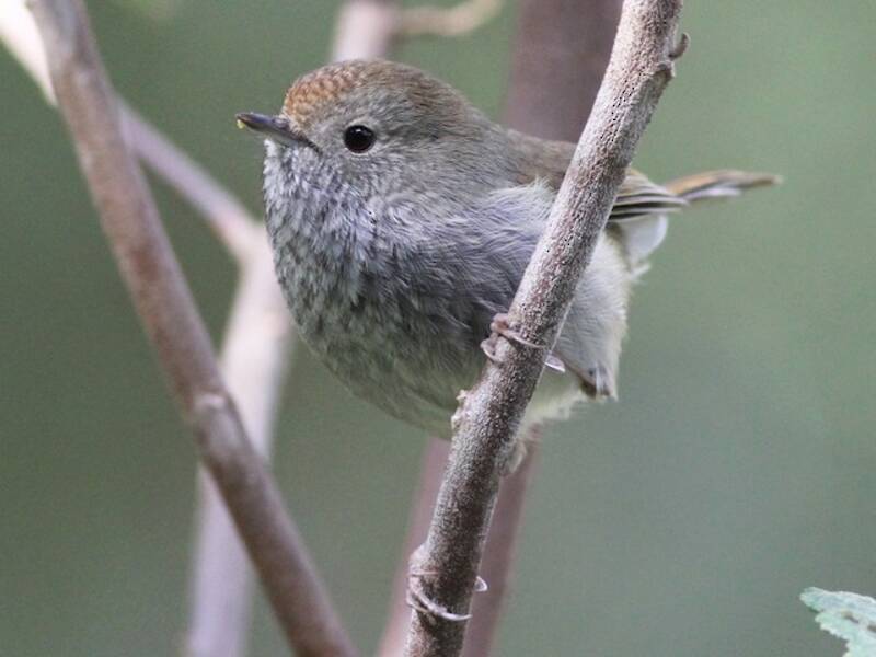 Tasmanian Thornbill