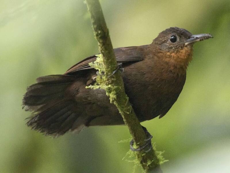 Middle American Leaftosser