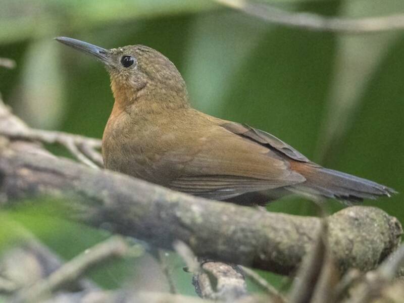 Cercafoglie centroamericano, Foto 3
