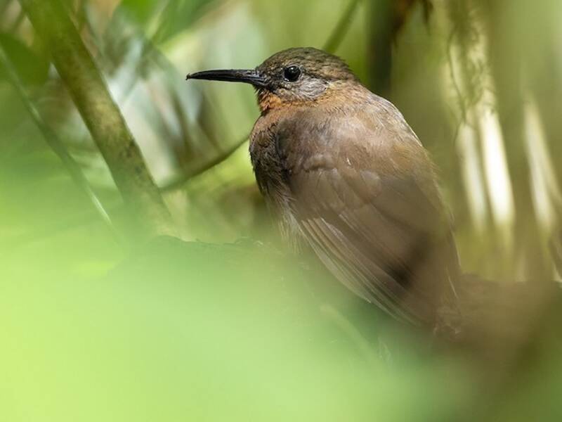 Cercafoglie centroamericano, Foto 4