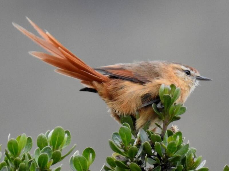 Codaspinosa fulva, Foto 4