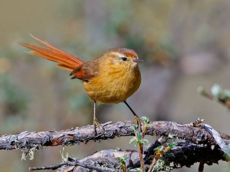 Codaspinosa fulva, Foto 3