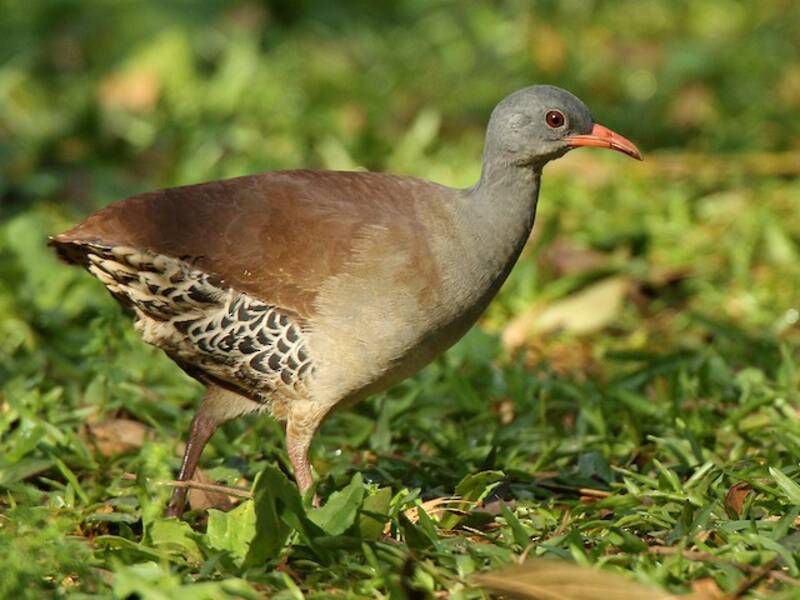 Tataupa Tinamou, Photos 2