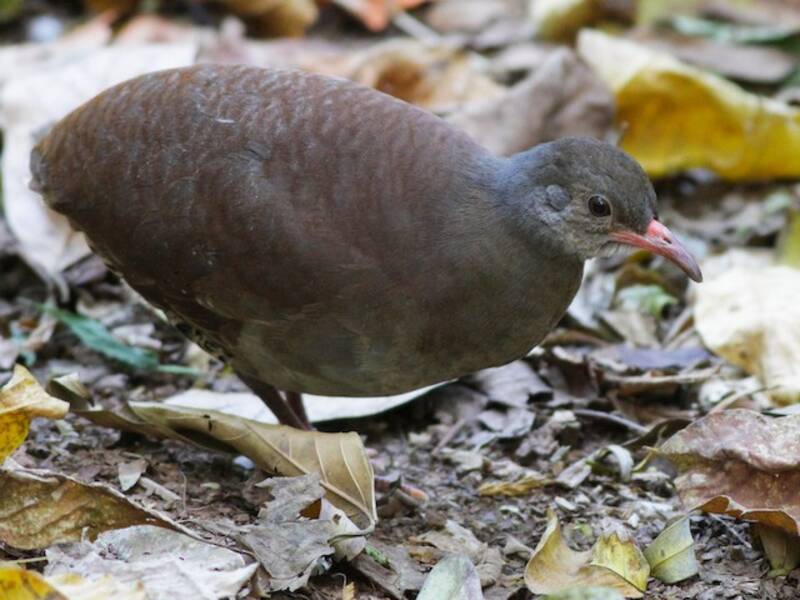 Tataupa Tinamou