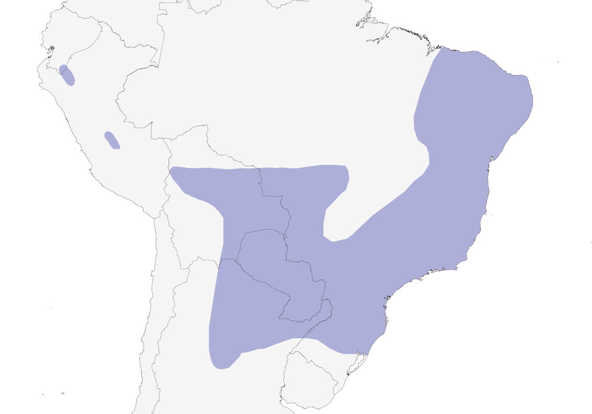 Tataupa Tinamou, Distribution 1