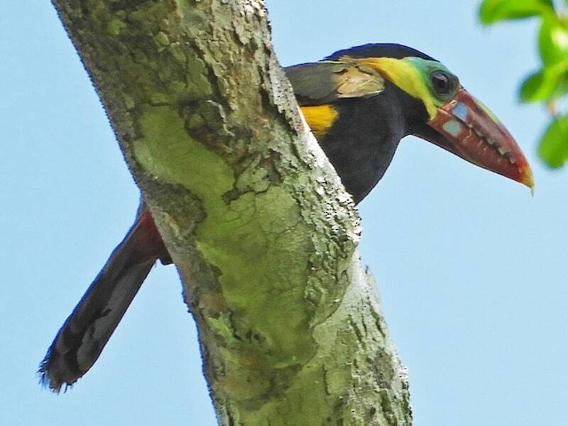 Tawny-tufted Toucanet, 照片 2