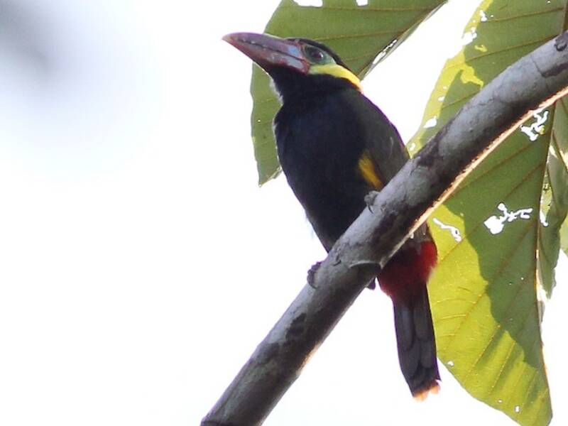 Toucanet de Natterer