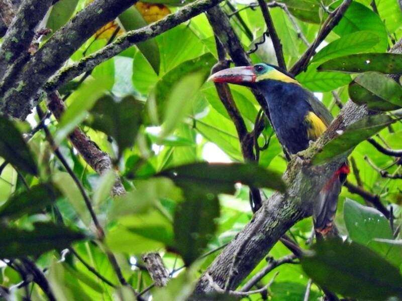 Tawny-tufted Toucanet, 照片 4