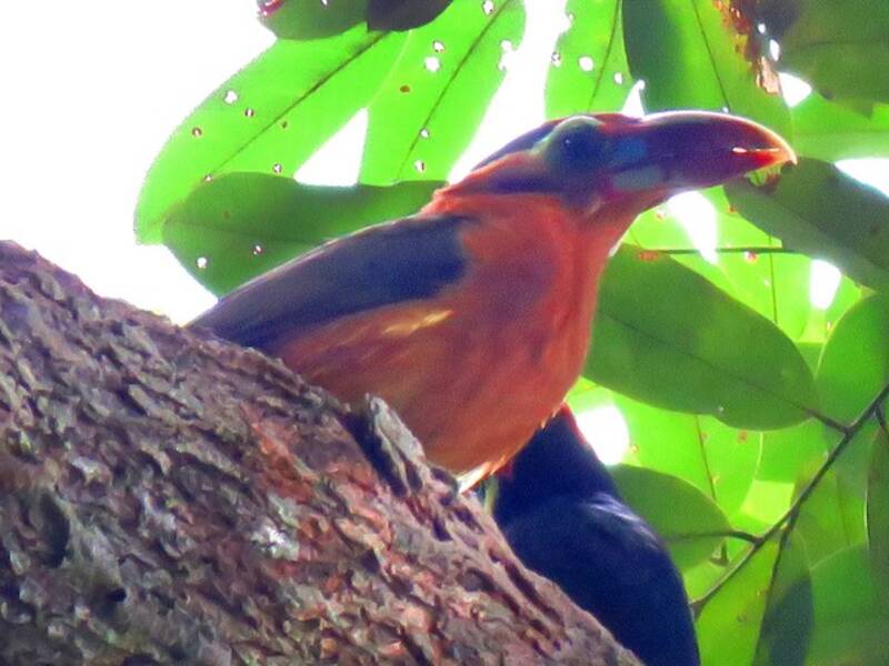 Tawny-tufted Toucanet, 照片 3