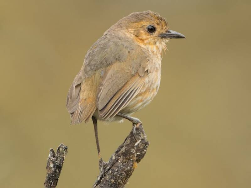 Boyaca Antpitta, Photos 3