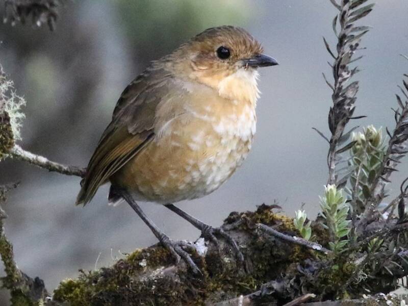 Boyaca Antpitta, Photos 2