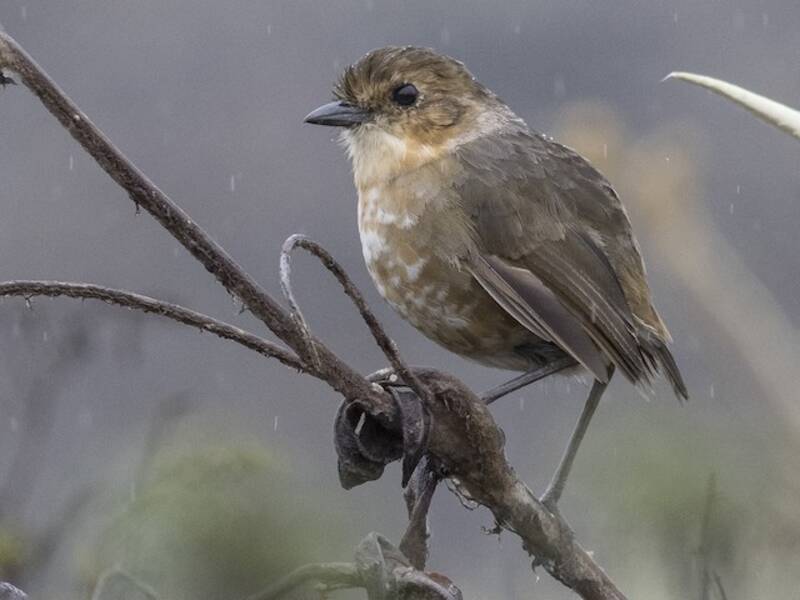 Boyaca Antpitta, Photos 4
