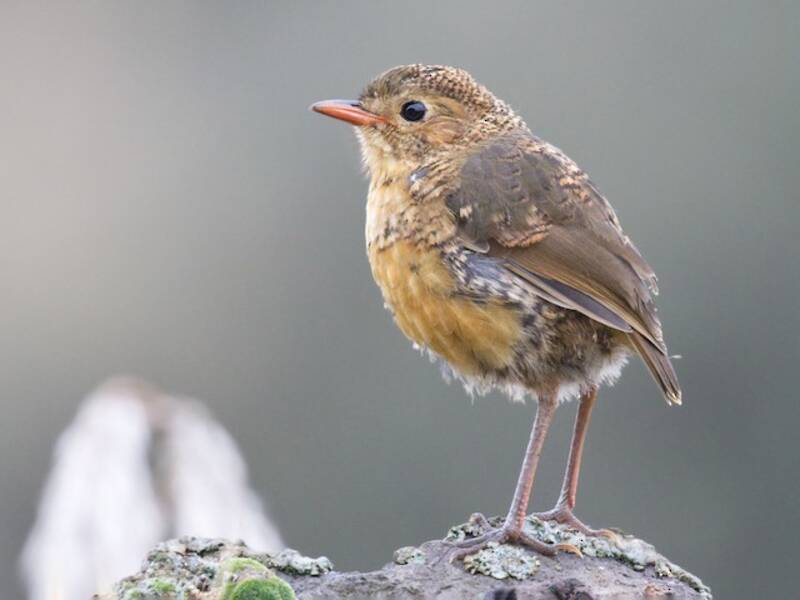 Tawny Antpitta